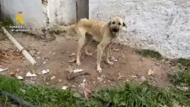Perro con desnutrición extrema rescatado por la Guardia Civil en Cádiz por maltrato animal.