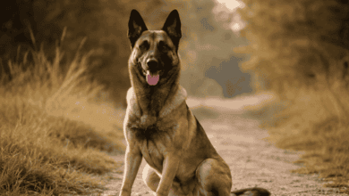 Pastor Belga Malinois sentado en un camino de tierra al aire libre con luz cálida de atardecer
