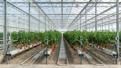 Invernadero de cultivo de tomates en la Estación Experimental de El Ejido, Andalucía.