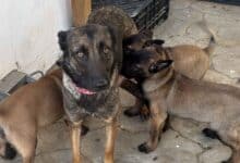 Perra y sus tres cachorros rescatados por el Ayuntamiento de Sanlúcar de Barrameda tras un caso de maltrato animal.