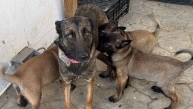 Perra y sus tres cachorros rescatados por el Ayuntamiento de Sanlúcar de Barrameda tras un caso de maltrato animal.