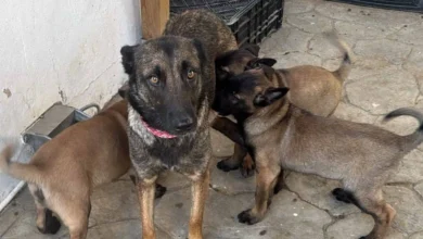 Perra y sus tres cachorros rescatados por el Ayuntamiento de Sanlúcar de Barrameda tras un caso de maltrato animal.