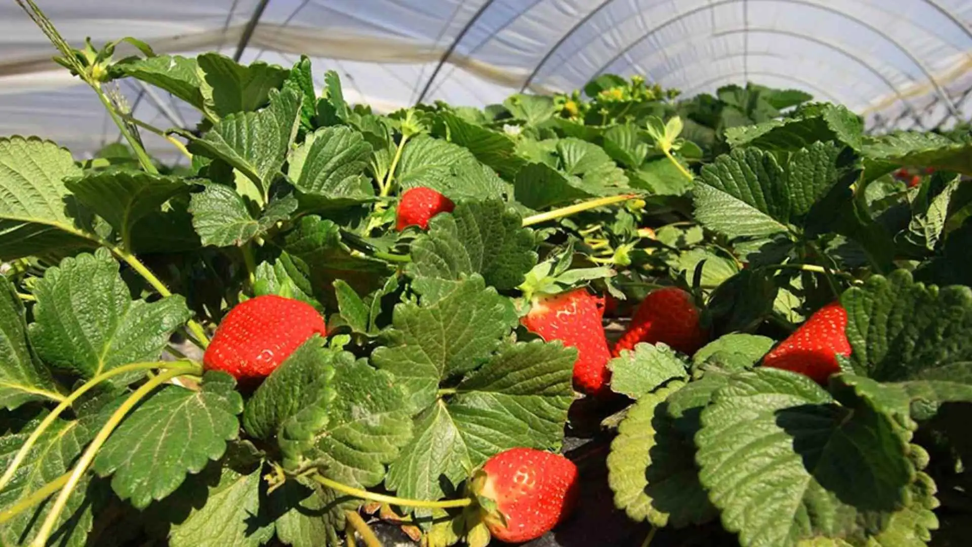 Cultivo de fresas en invernadero beneficiado por las subvenciones para zonas rurales de Andalucía.
