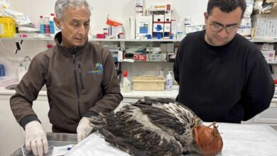 Técnicos del Zoobotánico de Jerez supervisando al pollo de quebrantahuesos antes de su traslado a Francia.