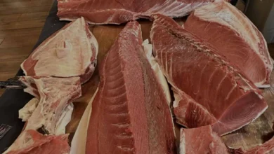 Diferentes cortes y lomos de atún rojo expuestos tras un ronqueo tradicionales de almadraba en Jerez.