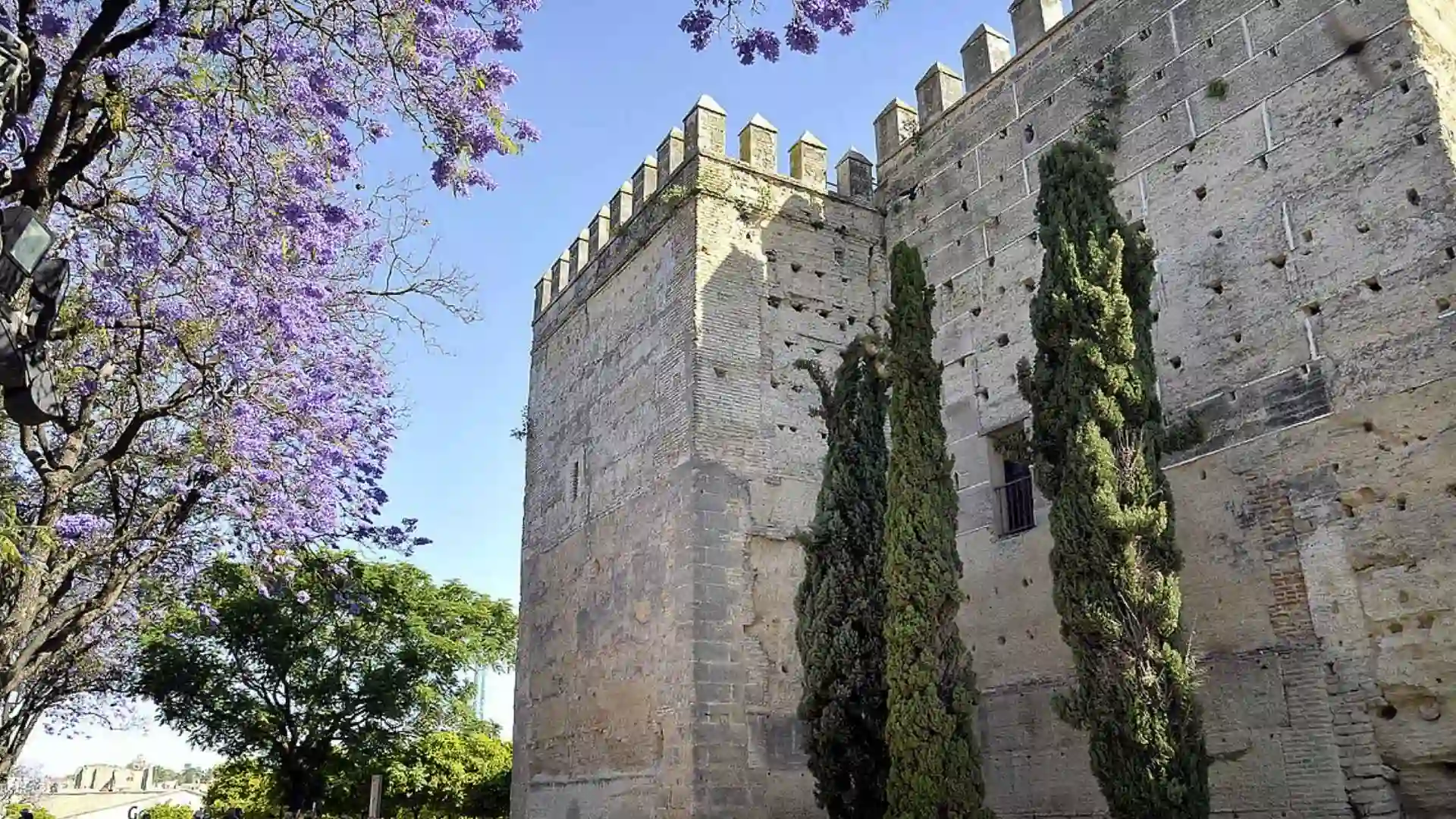 Torreón de la muralla medieval del Alcázar de Jerez rodeado de árboles Jacaranda en primavera.
