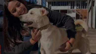 rescates de animales historias locales de exito perro coco