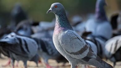 Plaga de palomas en la provincia de Cádiz afectando a vecinos y hostelería.