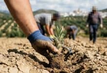 Mano con guante plantando un árbol joven en terreno agrícola para labores de reforestación o recuperación medioambiental.