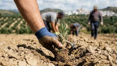 Mano con guante plantando un árbol joven en terreno agrícola para labores de reforestación o recuperación medioambiental.