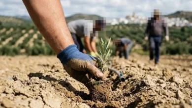 Mano con guante plantando un árbol joven en terreno agrícola para labores de reforestación o recuperación medioambiental.