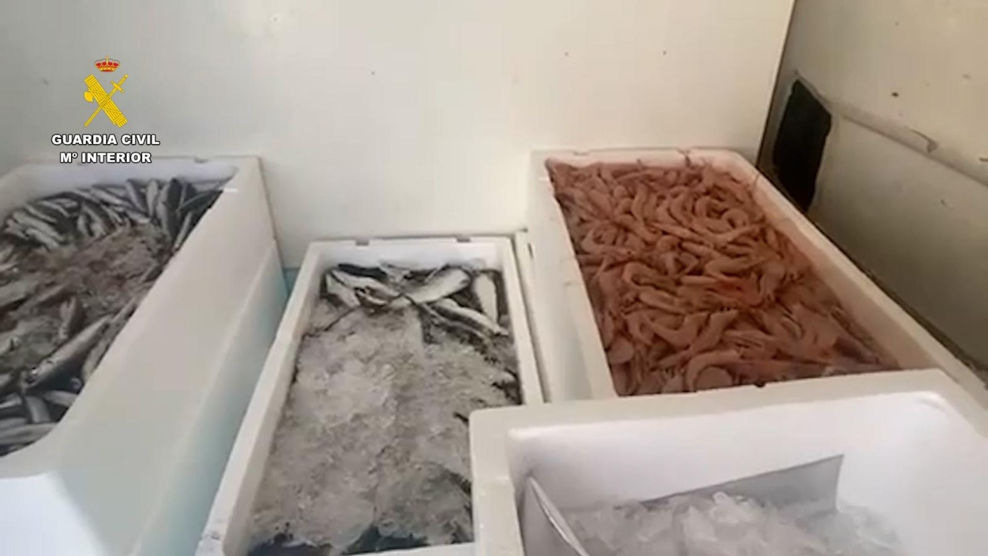 Cajas con pescado y marisco sin trazabilidad intervenidas por la Guardia Civil en Cádiz.