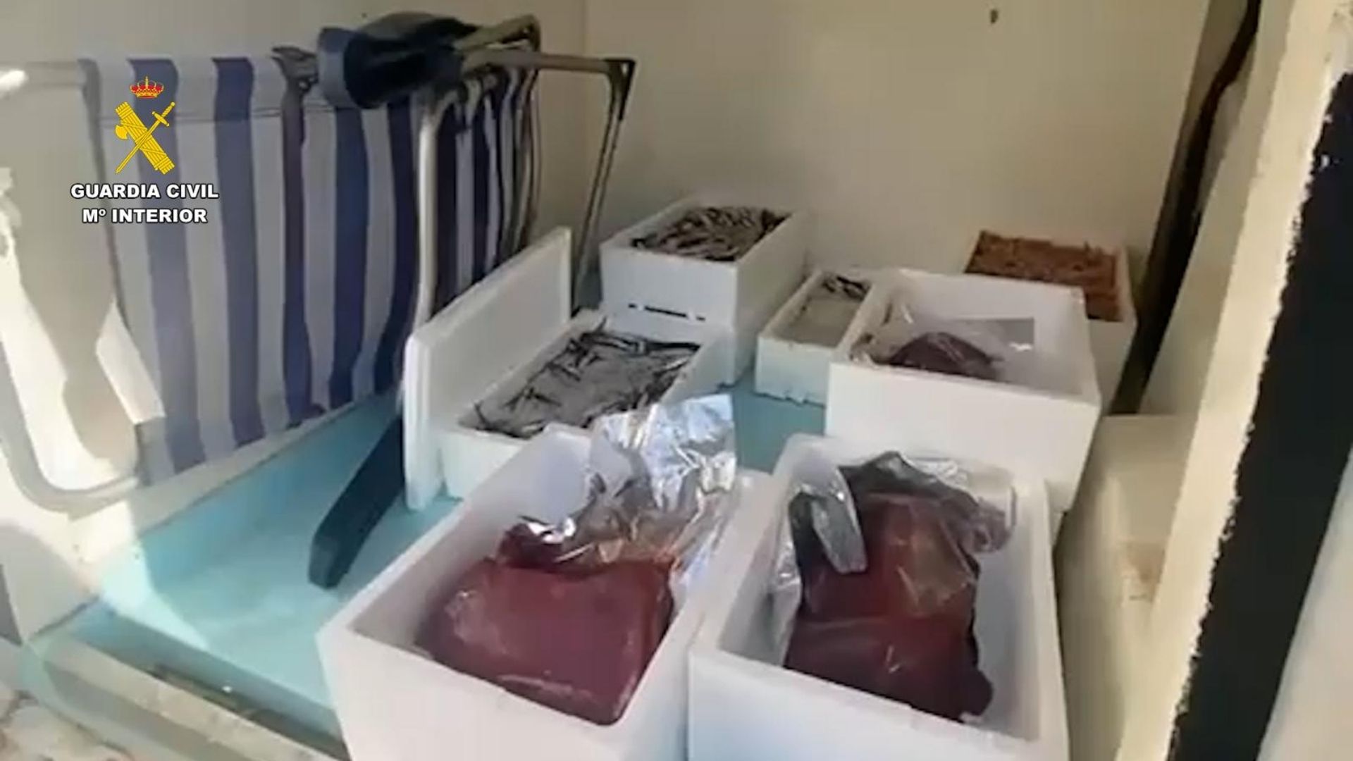 Incautación de 31 kilos de pescado y marisco sin trazabilidad por la Guardia Civil en Cádiz.