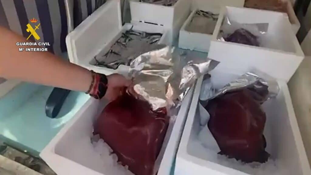 Inspección de pescado y marisco sin trazabilidad por el SEPRONA en Cádiz.