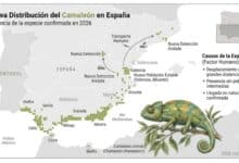 Infografía detallada que muestra el mapa de expansión del camaleón común en España para 2026, con ilustración científica.
