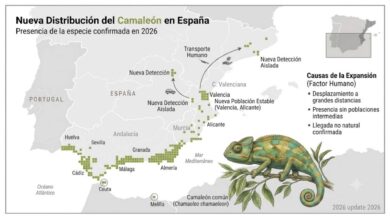 Infografía detallada que muestra el mapa de expansión del camaleón común en España para 2026, con ilustración científica.