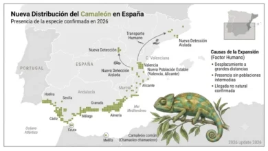 Infografía detallada que muestra el mapa de expansión del camaleón común en España para 2026, con ilustración científica.