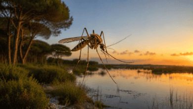 Mosquito en un entorno natural al atardecer en Andalucía.