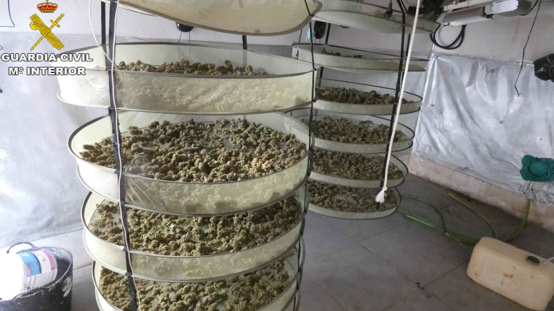 Cogollos de marihuana incautados por la Guardia Civil en una plantación indoor en Jerez.