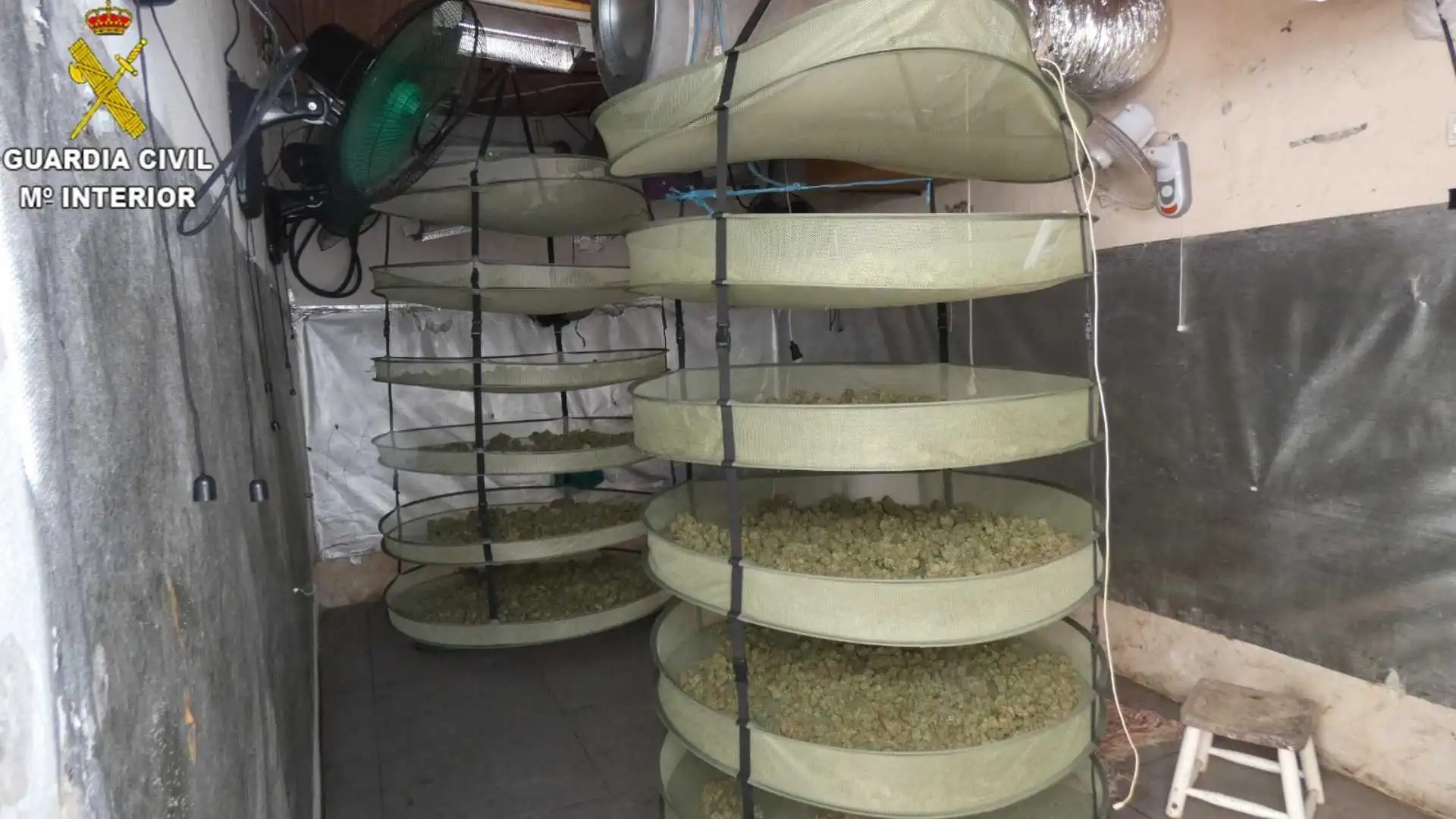 Estructuras de secado con cogollos de marihuana incautados en Jerez por la Guardia Civil.