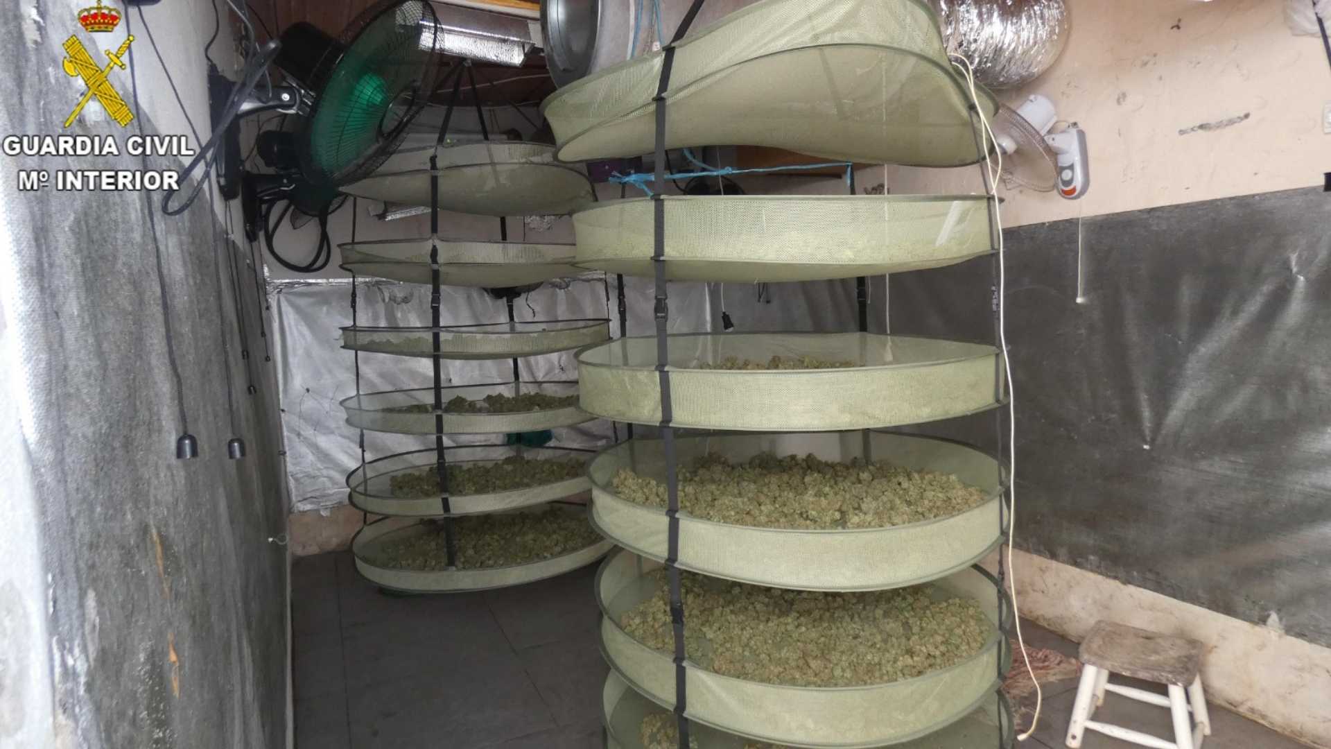 Estructuras de secado con cogollos de marihuana incautados en Jerez por la Guardia Civil.