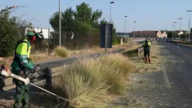 Operarios municipales realizando labores de desbroce en una carretera de Jerez para prevenir incendios.
