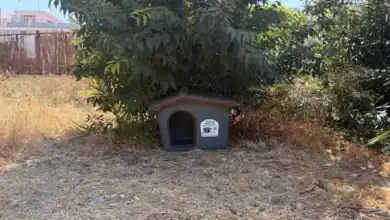 Caseta para gatos instalada por el Ayuntamiento de Jerez en una colonia felina urbana.