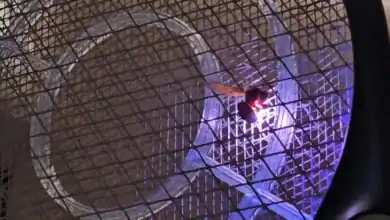 Avispón oriental inmovilizado en las rejillas metálicas de una raqueta eléctrica matamoscas en La Barrosa, Chiclana.