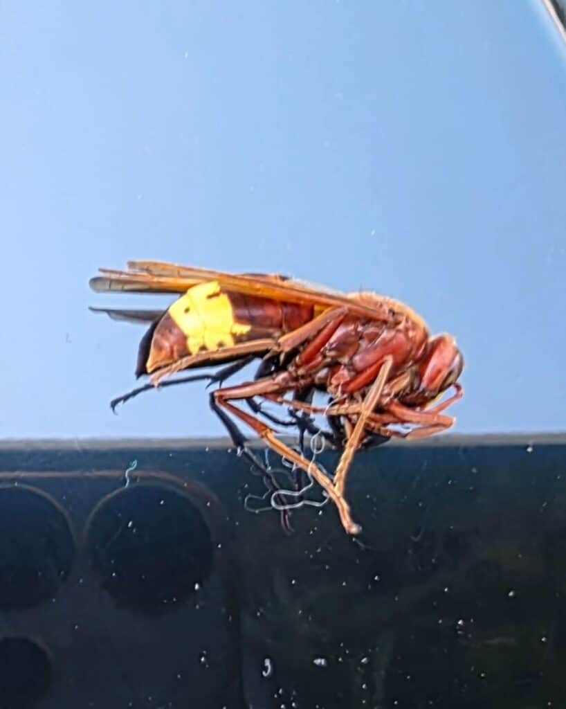 Primer plano del avispón oriental mostrando su característico color rojizo y la franja amarilla del abdomen.