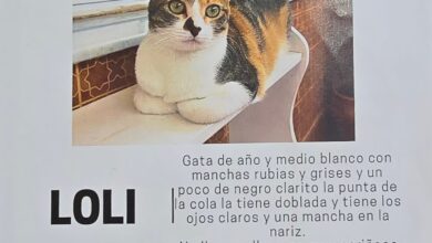 Gata perdida en San Fernando, vista de cerca, ojos claros y manchas blancas y negras.