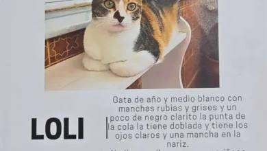 Gata perdida en San Fernando, vista de cerca, ojos claros y manchas blancas y negras.
