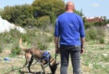 Perro guía y su dueño paseando en un parque de Andalucía.