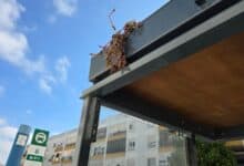 Cristal roto y vegetación en marquesina en calle San Marcos, San Fernando.