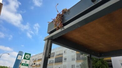 Cristal roto y vegetación en marquesina en calle San Marcos, San Fernando.