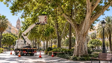 Propuesta de imagen de árboles de gran porte en una zona urbana de Málaga sometidos a control y mantenimiento municipal