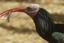 Primer plano de un ibis eremita de plumaje negro, cabeza sin plumas y pico rojizo curvado que sostiene un insecto.