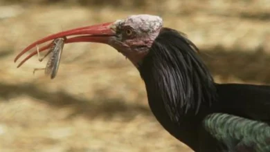 Primer plano de un ibis eremita de plumaje negro, cabeza sin plumas y pico rojizo curvado que sostiene un insecto.