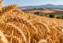 Primer plano de espigas doradas de trigo en un campo, con terreno agrícola y montañas desenfocadas al fondo.