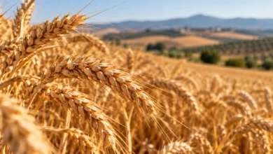 Primer plano de espigas doradas de trigo en un campo, con terreno agrícola y montañas desenfocadas al fondo.