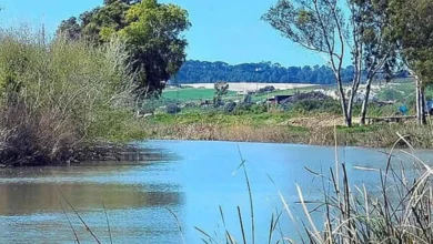 Vista del río Guadalete con agua, vegetación en las orillas, árboles y campos al fondo.