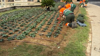 Trabajadores de jardinería plantan flores de temporada junto a las Puertas de Tierra de Cádiz