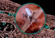 Primer plano macro de un mosquito sobre una superficie vegetal, con las alas, las patas y el cuerpo enfocados.