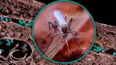 Primer plano macro de un mosquito sobre una superficie vegetal, con las alas, las patas y el cuerpo enfocados.