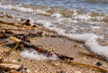 Primer plano de arena húmeda, pequeños restos vegetales y agua en la orilla de una playa.