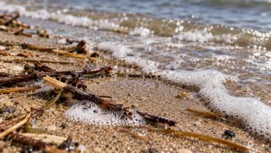 Primer plano de arena húmeda, pequeños restos vegetales y agua en la orilla de una playa.